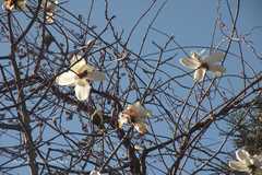 Magnolia campbellii